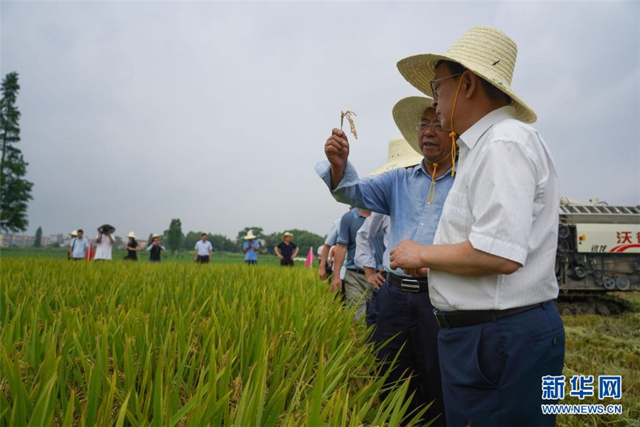 中国が早生ジャポニカ米新品種育成　1四半期早く新米食べられる