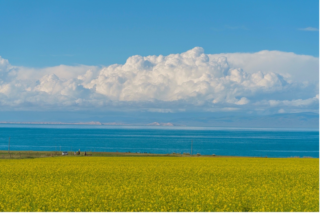 7月28日、青海湖の湖畔に広がる菜の花畑。（撮影・張若涵）