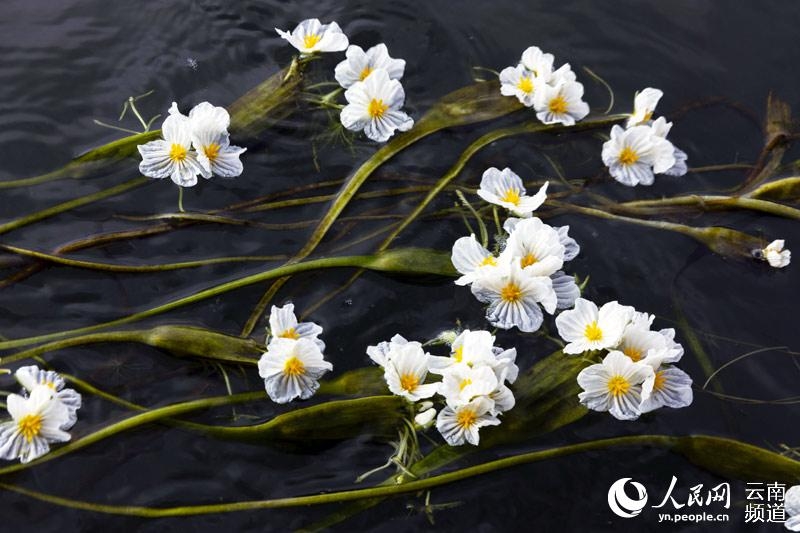 洱海の岸辺近くで美しい花を咲かせる海菜花（撮影・李暁軍）。