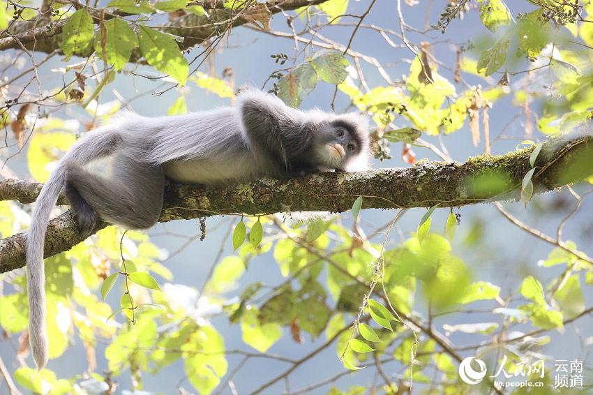 画像は景東県メディアコンバージェンスセンターが提供