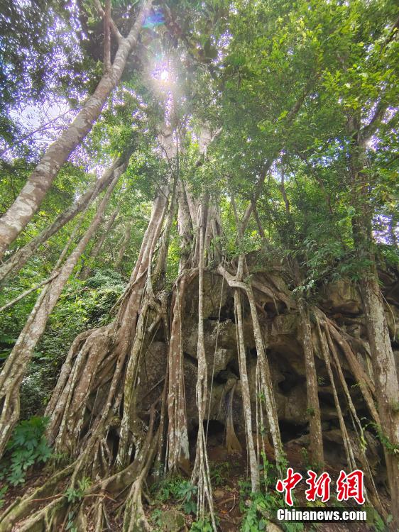 中国科学院シーサンパンナ植物園のユニークな景観　雲南省