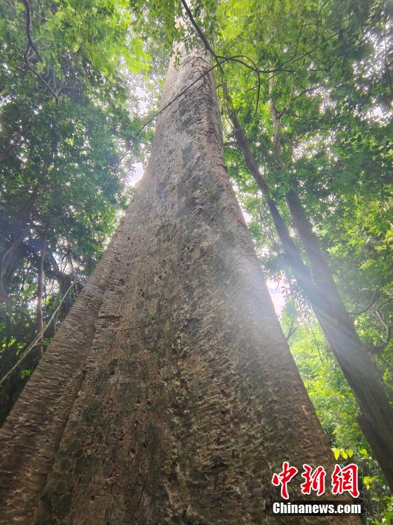 中国科学院シーサンパンナ植物園のユニークな景観　雲南省