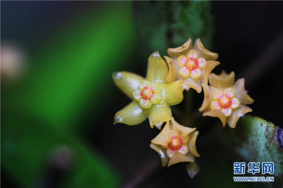 Hoya burmanica Rolfe（撮影・郁雲江 ）。