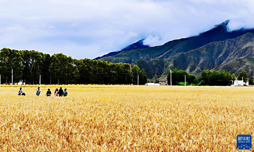 9月5日、西蔵（チベット）自治区拉薩（ラサ）市林周（ルンドゥプ）県辺交林郷で、刈り取り作業を待つハダカムギ畑（撮影・沈虹氷）。