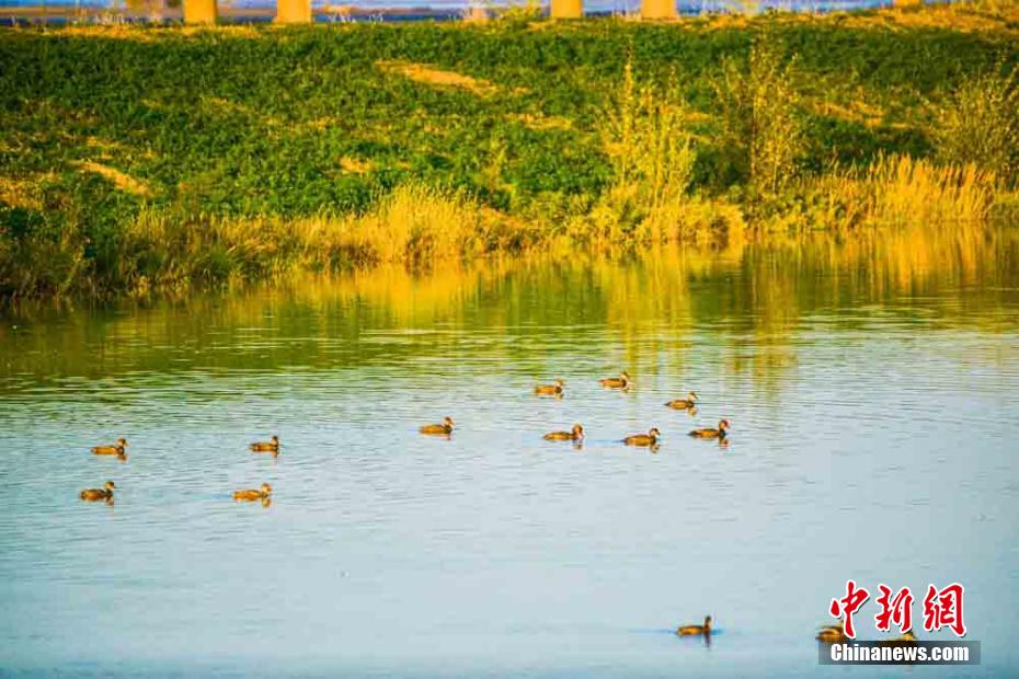 甘粛省敦煌大砂漠のもう一つの景観、鳴沙山麓を舞うシラサギ