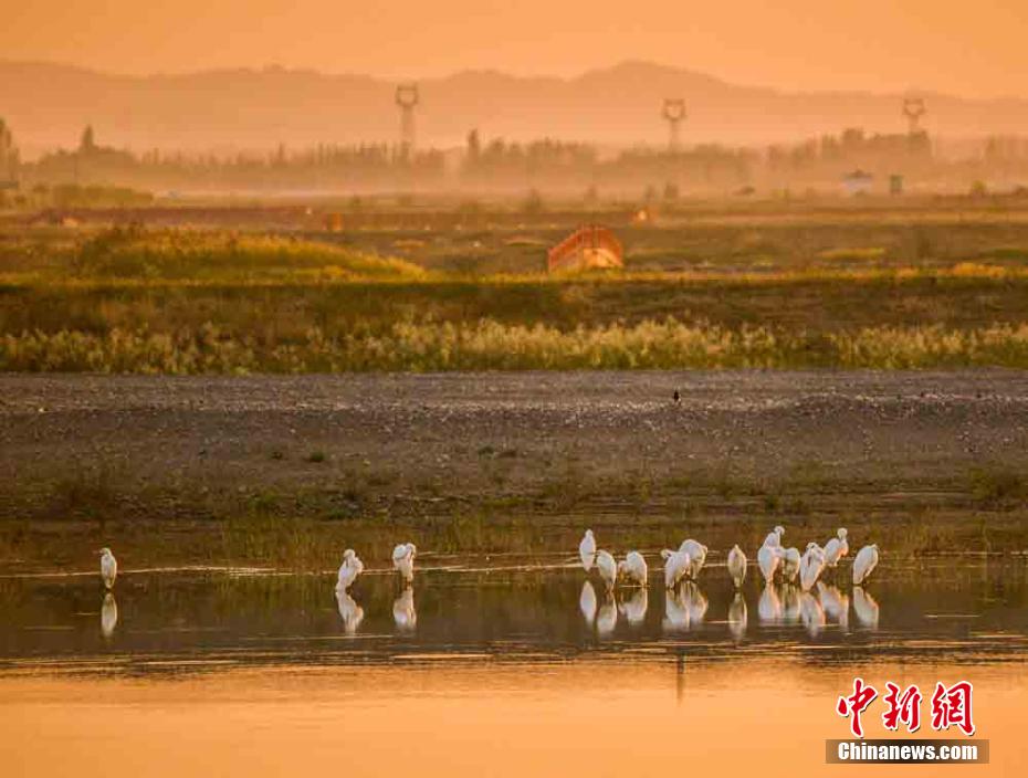 甘粛省敦煌大砂漠のもう一つの景観、鳴沙山麓を舞うシラサギ