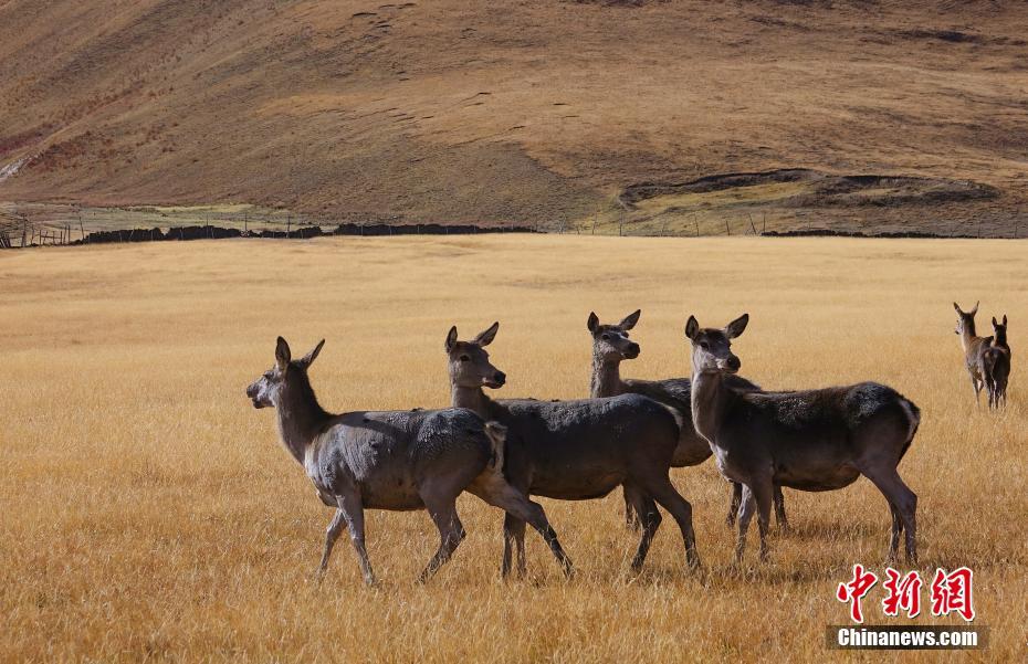 東チベットの「精霊」と呼ばれる中国国家二級保護動物のアカシカ