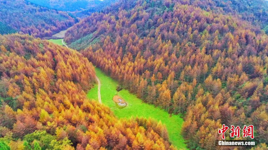 紅葉で美しく染まった恩施大峡谷（撮影・厳鵬）。