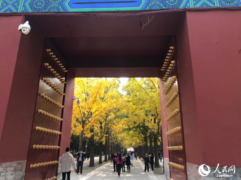 地壇公園のイチョウ。（撮影・玄番登史江）