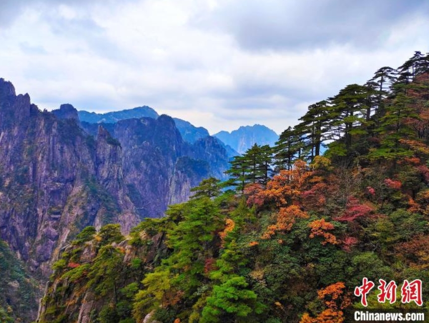 赤や黄色に染まった木々が美しい黄山景勝地（撮影・陳偉）。