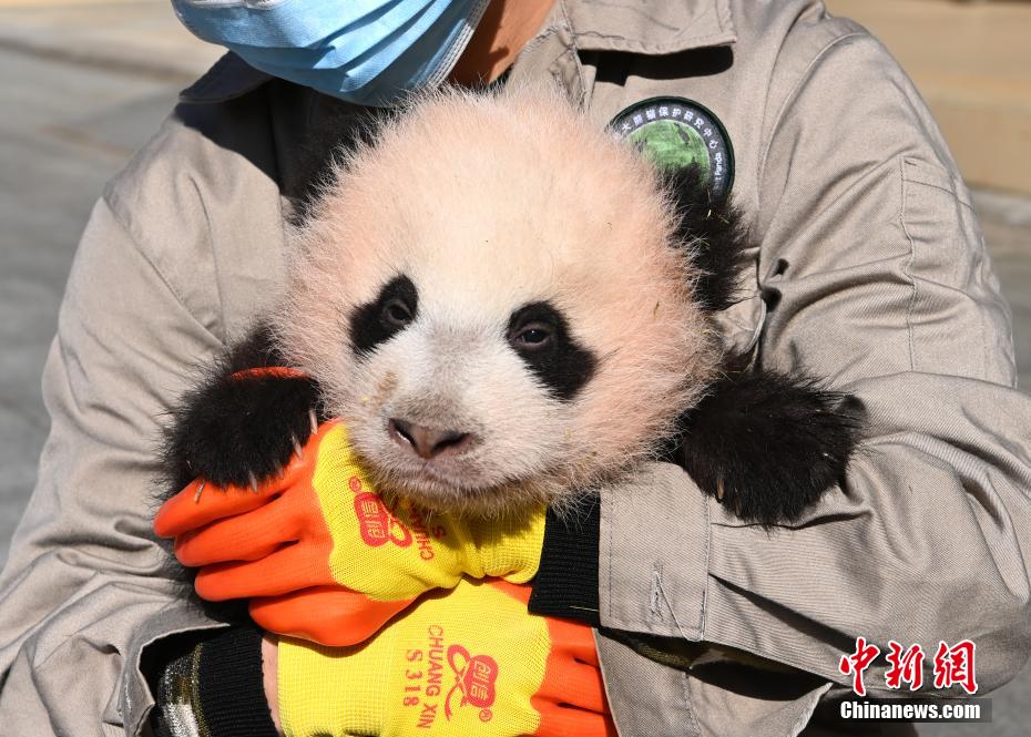 中国帰国パンダ「宝宝」の双子の赤ちゃんが生後100日目に