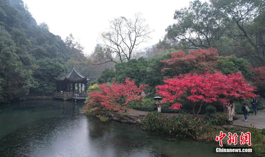 燃え立つように色づいた紅葉（撮影・張茵）。