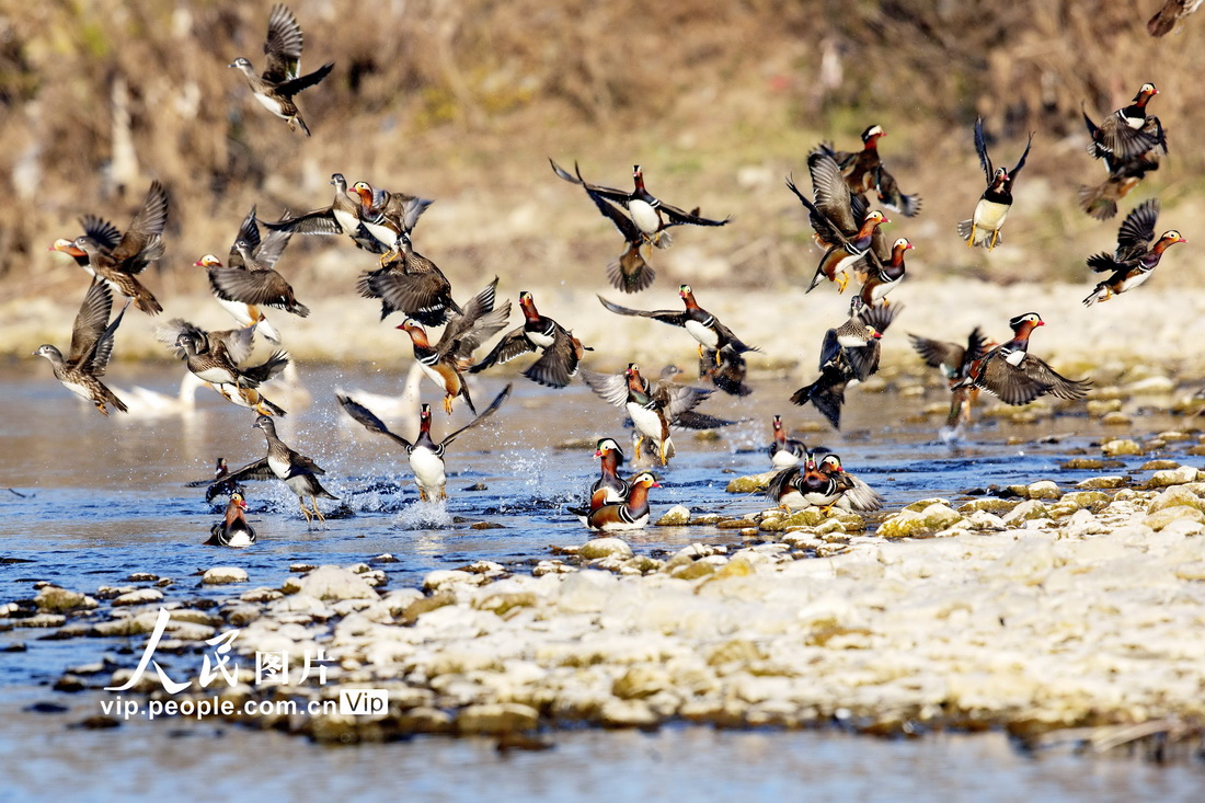 湖北省襄陽市南漳県易家湾村清涼河国家湿地公園のオシドリ（12月4日撮影・熊明銀）。