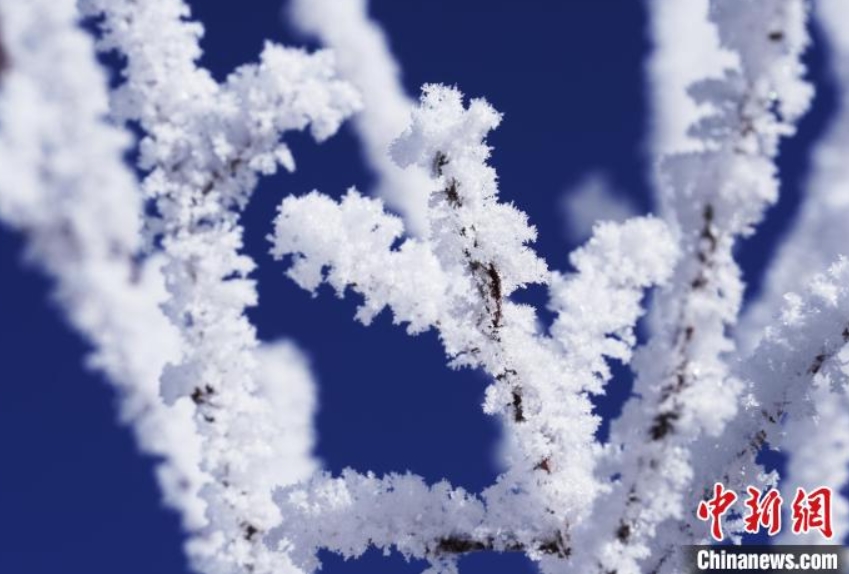 降雪後の霧氷はメルヘンの世界　四川省若爾蓋