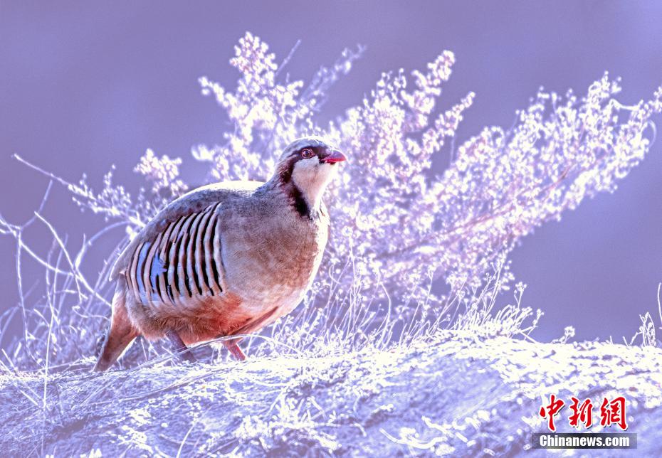 極寒の雪の中でエサを探すオオイワシャコ（撮影・張学江）。