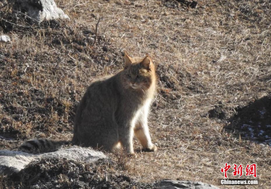 大通北川河源区自然保護区でユキヒョウとハイイロネコの姿捉える　青海省