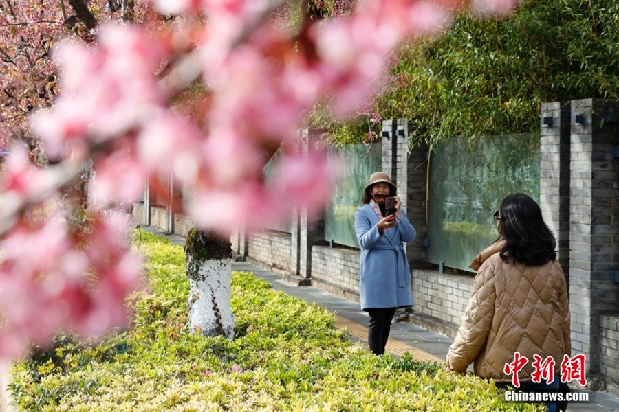 春の都と呼ばれる昆明を華やかに飾る満開の冬桜（撮影・李嘉嫻）。