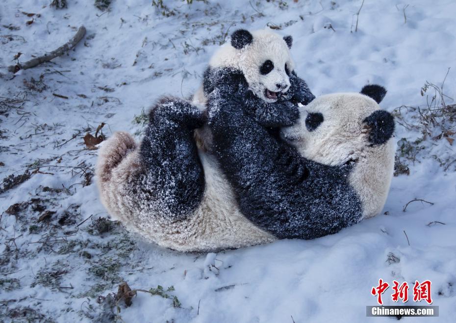 雪遊びを楽しむパンダ（撮影・陳先林）。