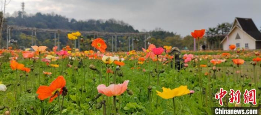 蜀南花海景勝地で満開を迎えた面積20ヘクタールに及ぶヒナゲシ（撮影・張宝林）。