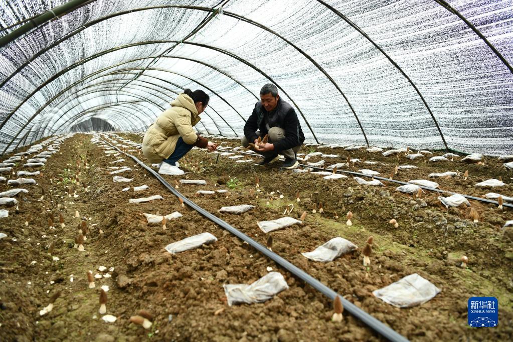 貴州省遵義市の現代農業産業園区のハウス内で26日、アミガサタケを収穫キノコ農家（撮影・羅星漢）。