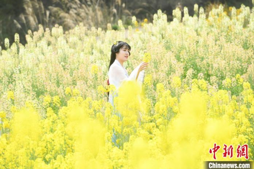 菜の花畑で漢服姿で記念写真を撮る観光客（撮影・陳超）。