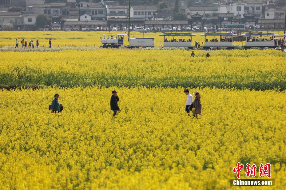 観光客を魅了する金海雪山の菜の花畑　貴州省貴定