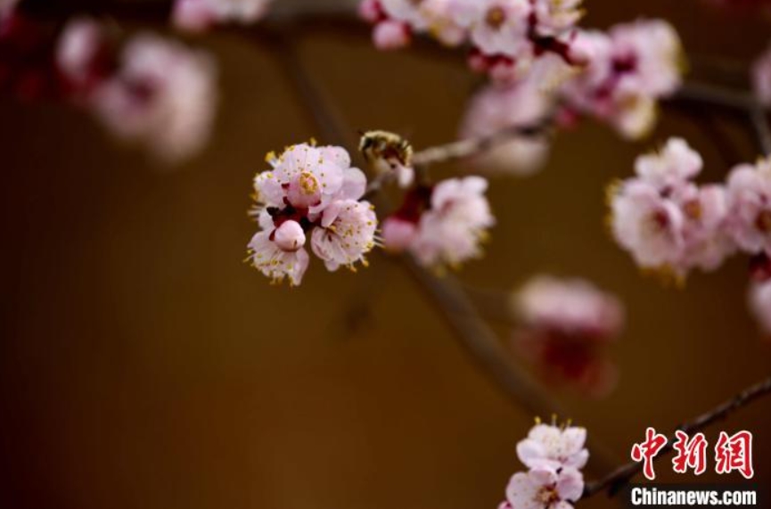 郷村の田野に咲くアンズの花（撮影・李玉峰）。