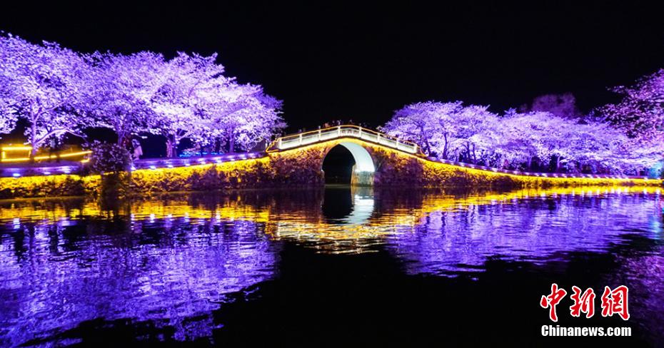 ライトアップで桜の景色がより幻想的に（撮影・孫権）。