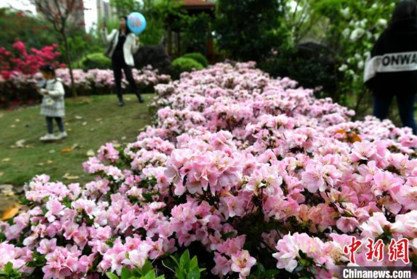 公園でツツジを鑑賞する人々（撮影・呂明）。