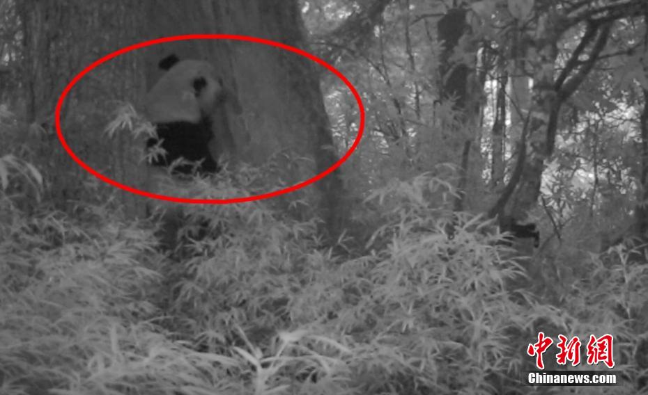 樹洞に入って「二度寝」するパンダ（写真提供・四川雅安市宝興県蜂桶寨片区）。