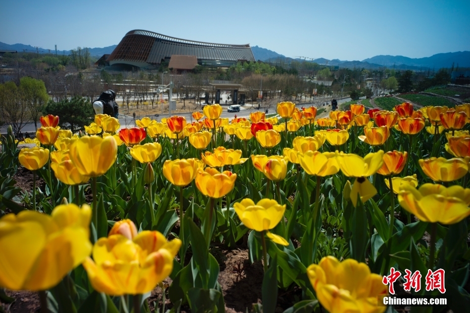 チューリップ30万本が満開迎えた北京世園公園