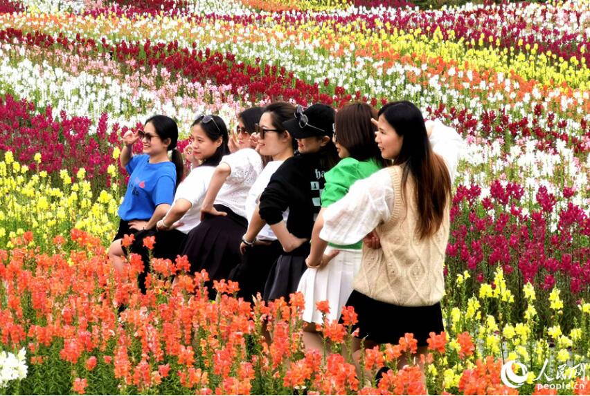 沙県区兪邦村のキンギョソウ畑でポーズを決めて写真を撮る女性たち（撮影・林暁麗）。