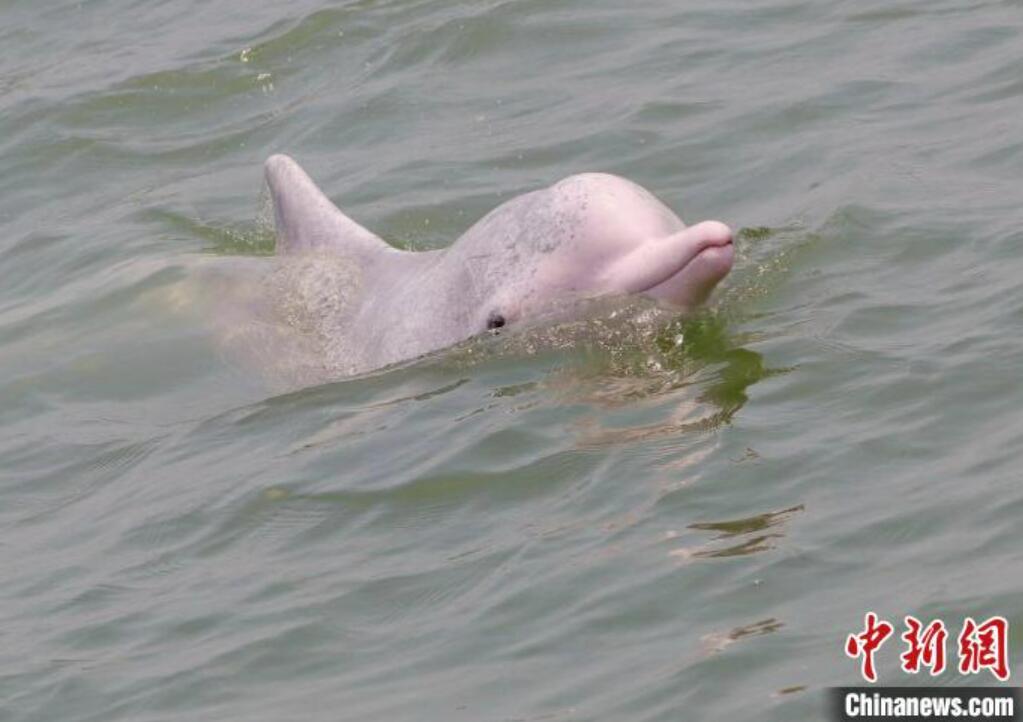 海面で遊ぶシナウスイロイルカ（撮影・趙一）。