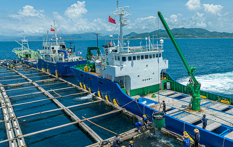 5月30日、海南省万寧市沖で日本籍の漁船にブリ稚魚を運搬する作業員。（写真著作権はCFP視覚中国が所有のため転載禁止）