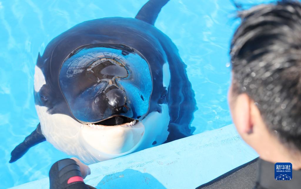 上海海昌海洋公園で、水辺でシャチの赤ちゃんと交流する飼育員（5月31日撮影・方喆）。