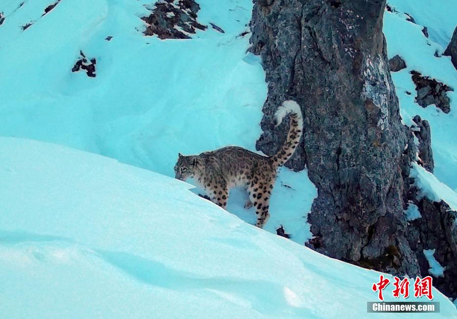 赤外線カメラが捉えたユキヒョウ（写真提供・ジャイアントパンダ国家公園王朗エリア）。