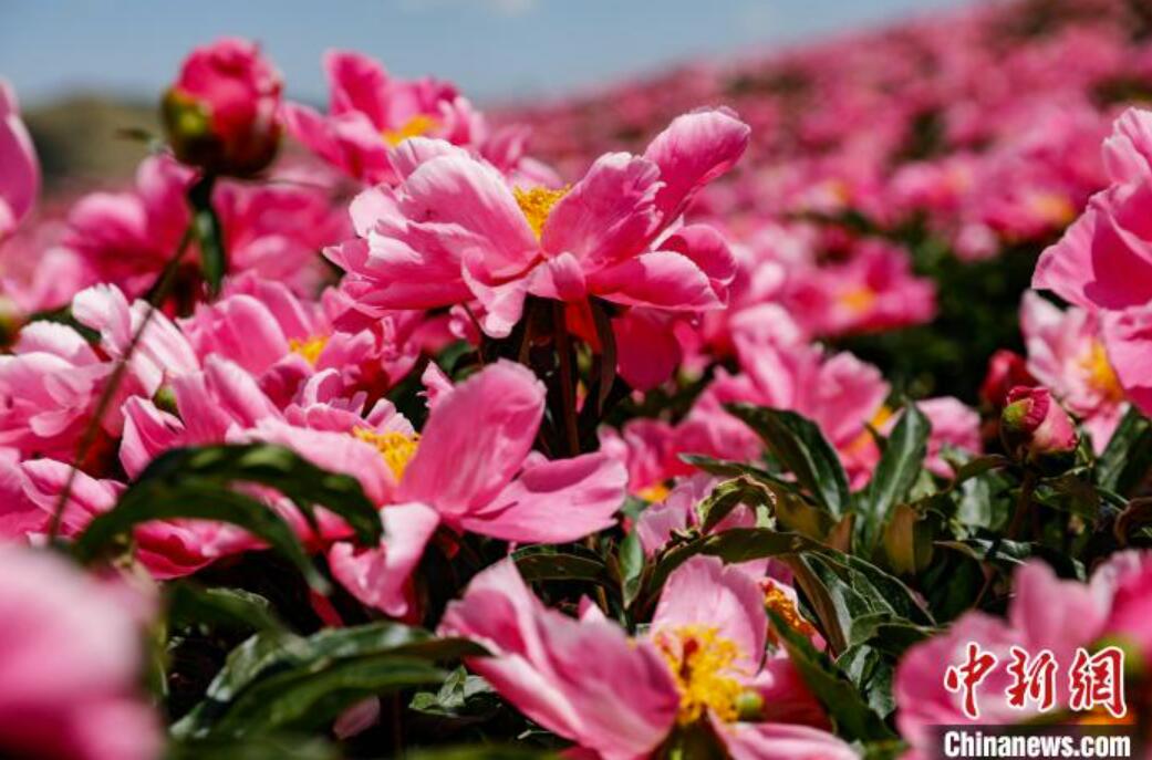 シャクヤクの花畑（撮影・許吉年）。