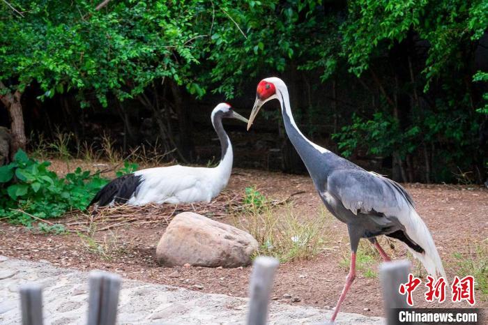 「自由恋愛」でペアリングしたマナヅルとタンチョウ（撮影・李賀）。