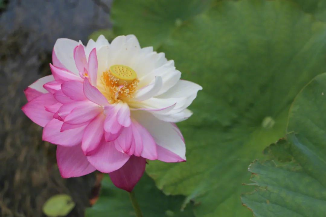 ピンクと白のツートンカラーのハスの花　雲南省