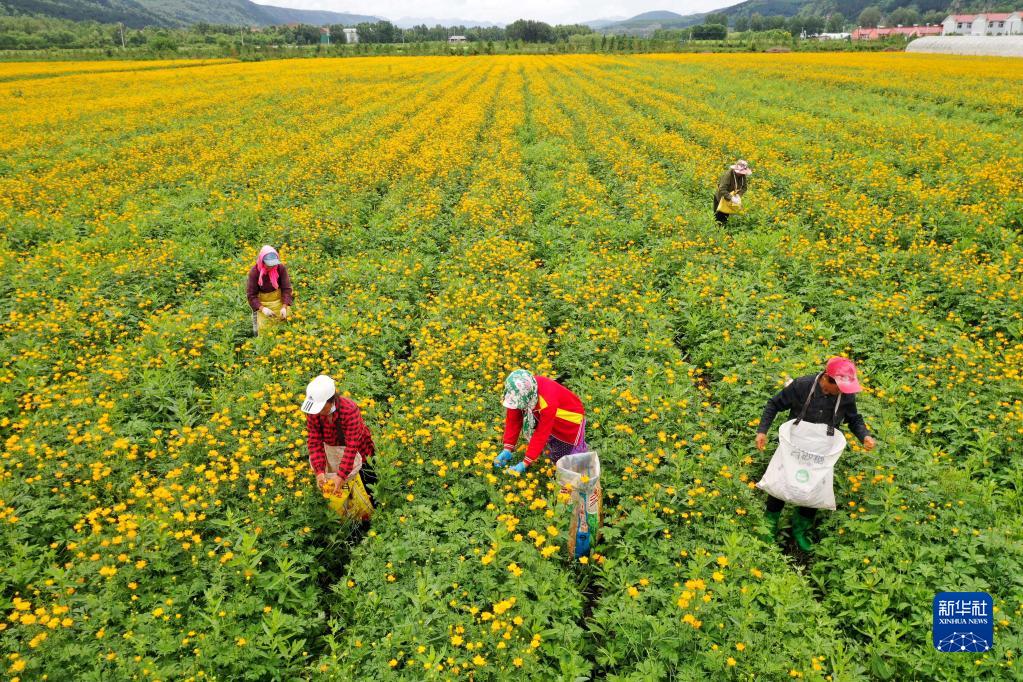 地元産業の振興に一役買う満開のキンレンカ　河北省囲場