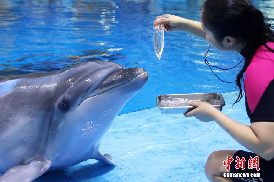 イルカにイカのゼリーを与える飼育員（撮影・王士龍）。