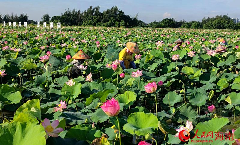 ハス池でハスの実を収穫する農民（写真提供・富力農業）。