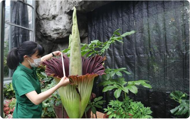 中国国家植物園でショクダイオオコンニャクが開花　複数個体開花は世界初