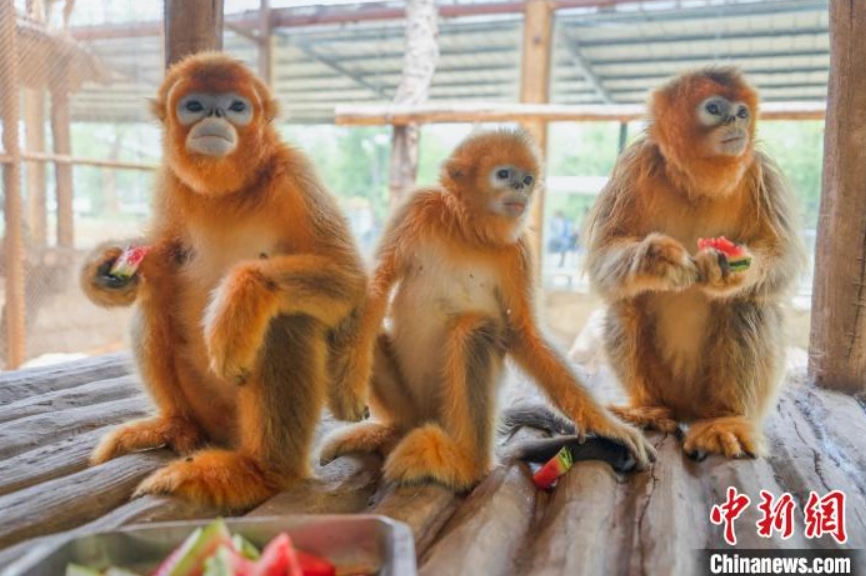 動物たちにはどんな暑さ対策？浙江省湖州のヒンヤリスタイルはこれ！