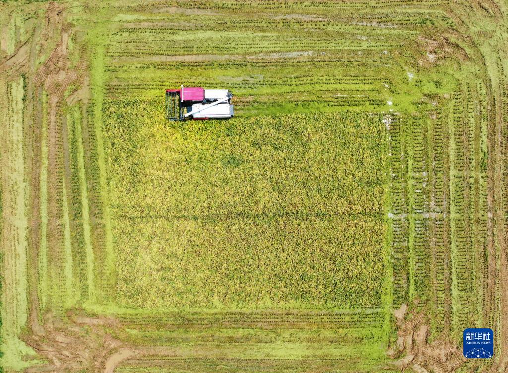 夏穀物の収穫作業をサポートする「無人収穫機」　江西省