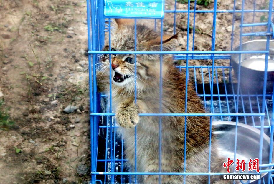 祁連山国家公園青海片区の「保育園」を訪れて