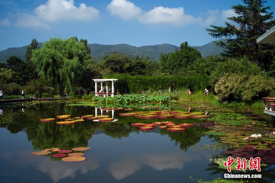 ハスとスイレンが満開を迎えた国家植物園南園（撮影・盛佳鵬）。 