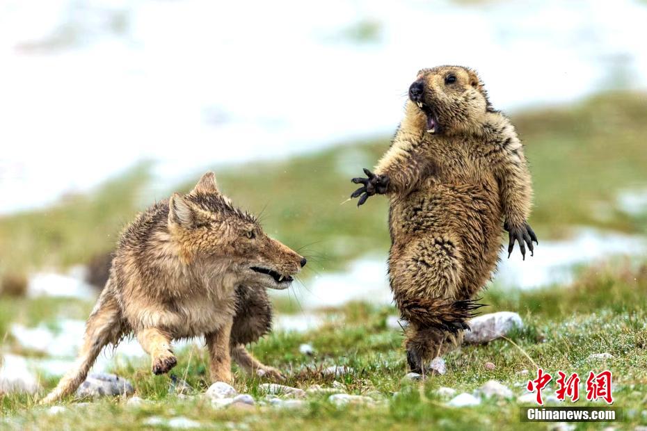 天敵と遭遇し、思わず飛びのくマーモット（写真右、撮影・鮑永清）。　