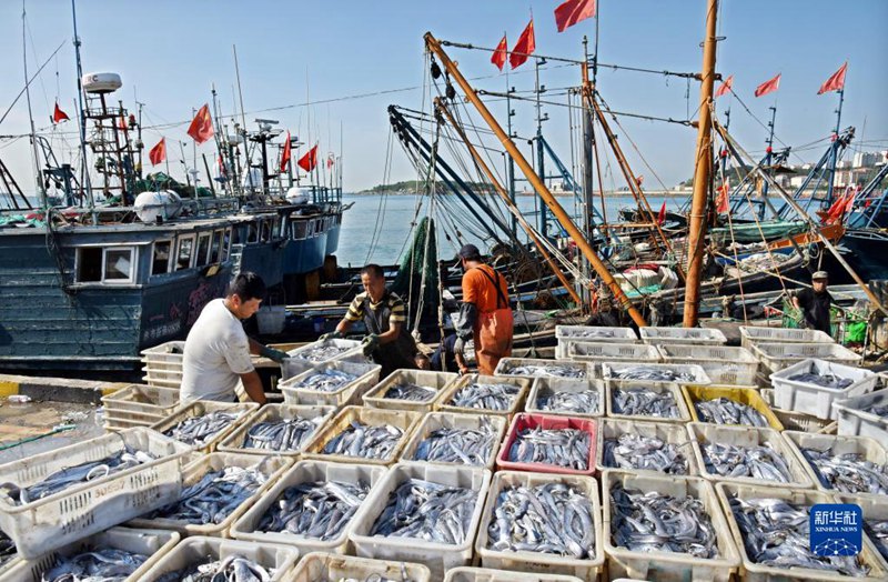 大漁だ！秋の漁解禁で魚を満載した船が続々帰港　山東省青島