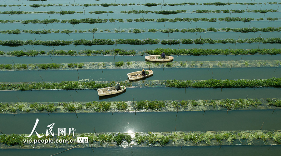 江西省新余市渝水区姚圩鎮の魚類・野菜共生栽培養殖基地でボートを操りながら、空心菜の収穫を行う農民（撮影・趙春亮）。